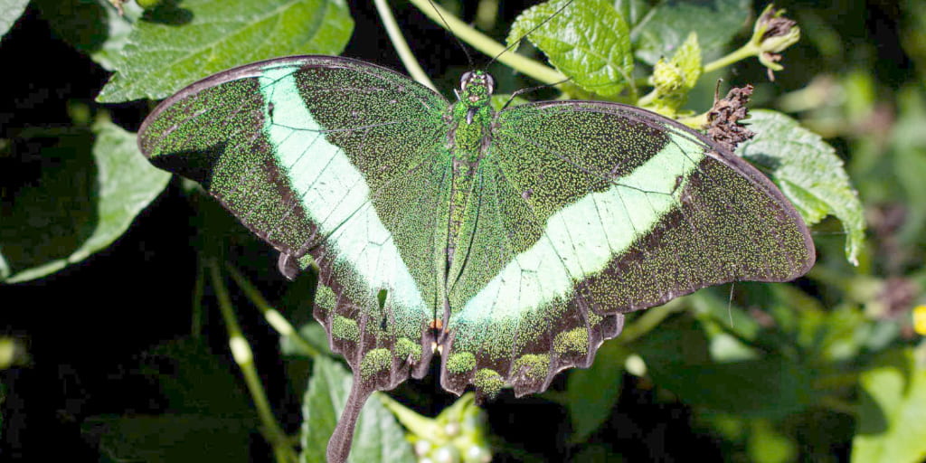 Photo of a green butterfly